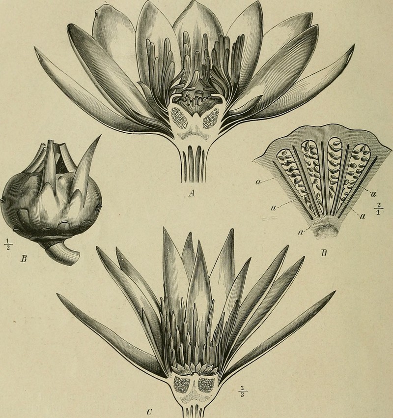 Amazon Waterlily photo 5