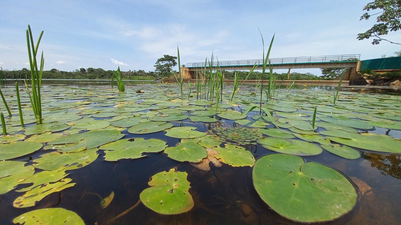 Amazon Waterlily photo 6