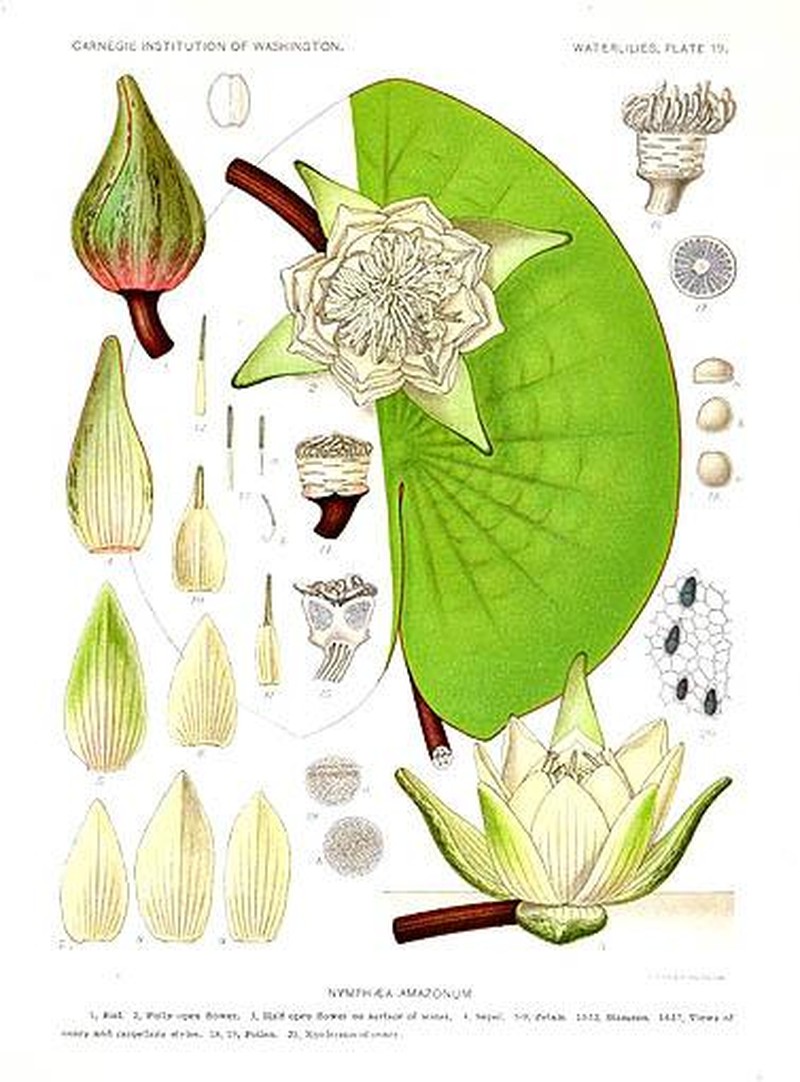 Amazon Waterlily photo 2