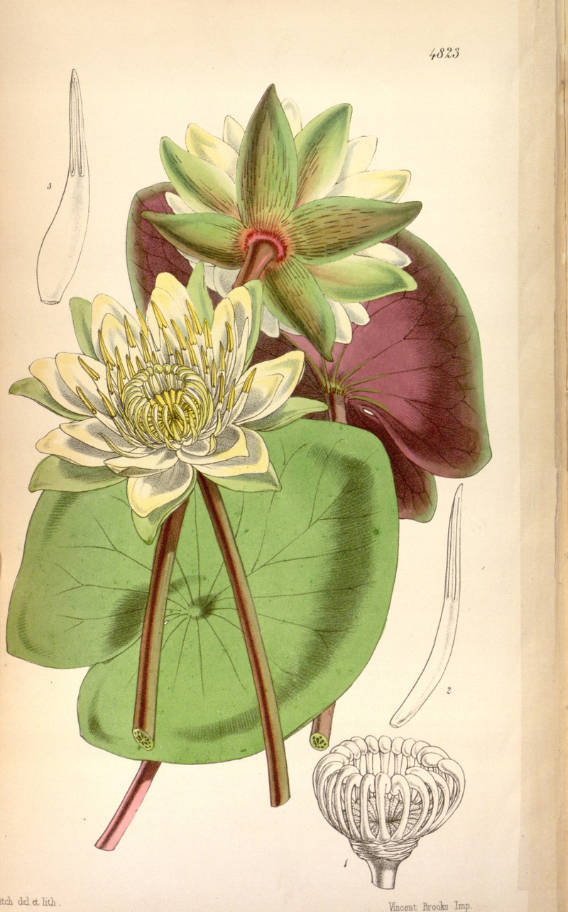 Amazon Waterlily photo 3