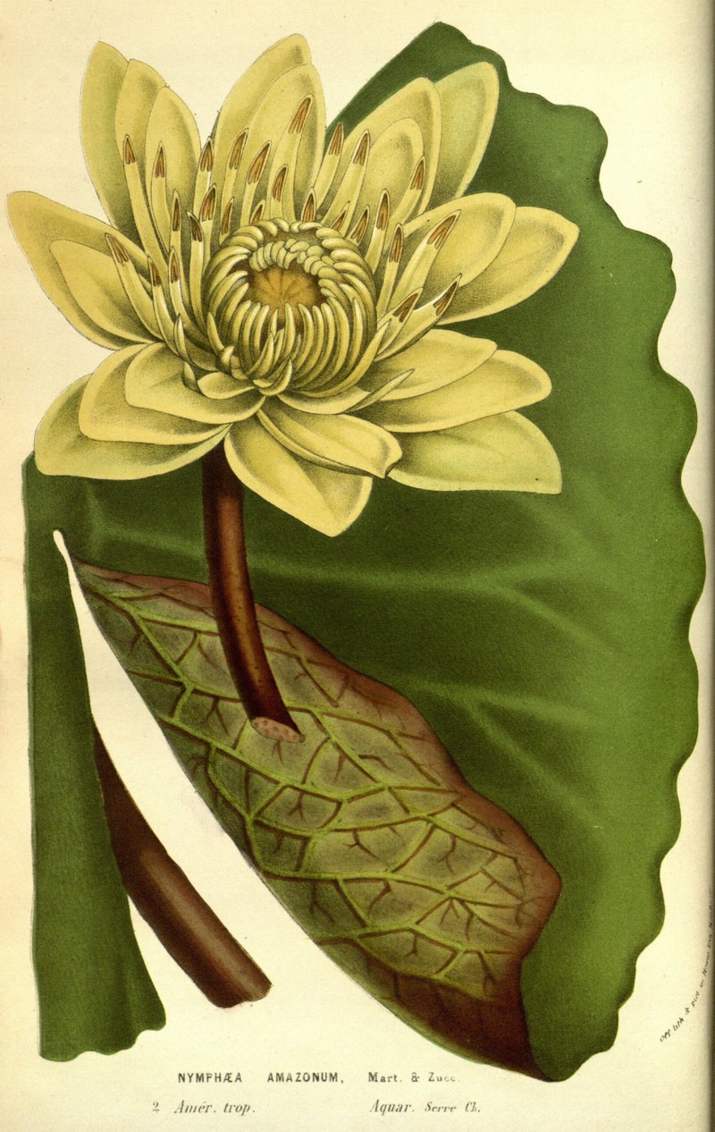 Amazon Waterlily