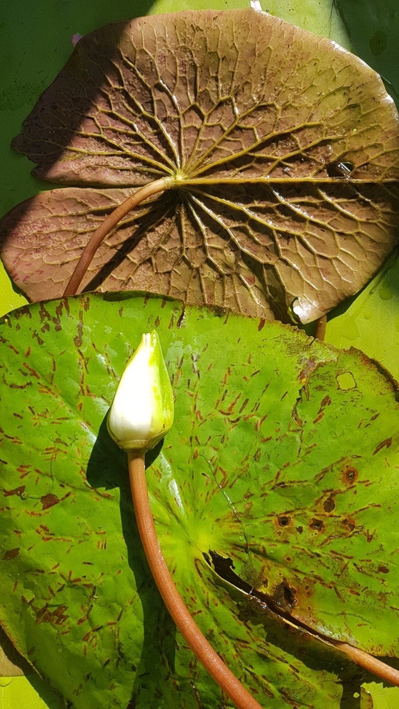 Amazon Waterlily photo 3