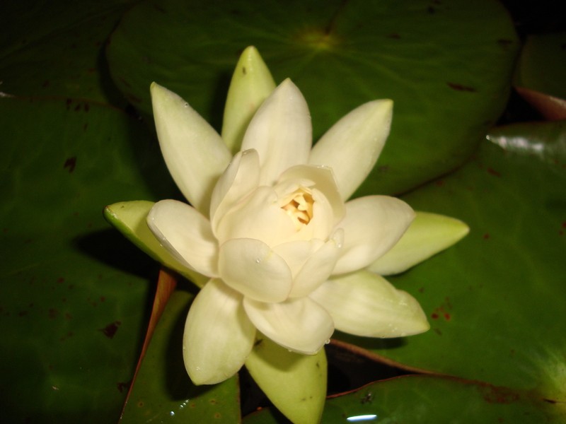 Amazon Waterlily photo 4