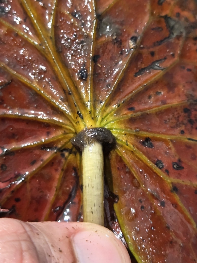 Amazon Waterlily photo 5