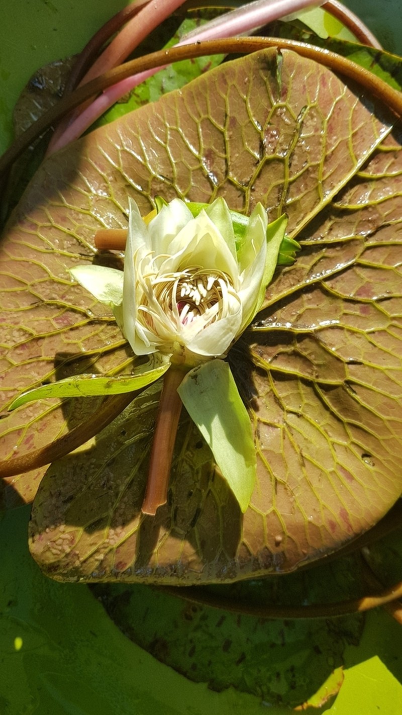 Amazon Waterlily photo 6