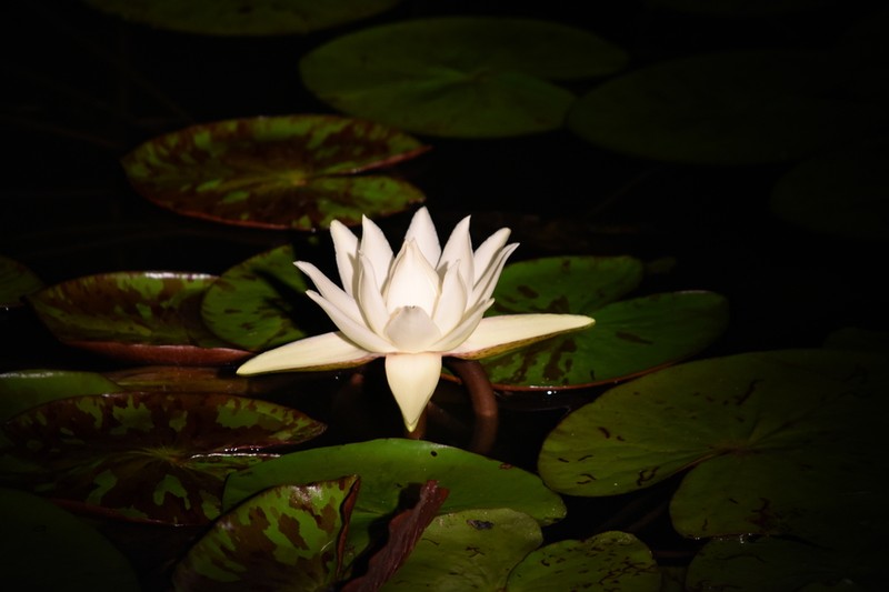 Amazon Waterlily photo 7