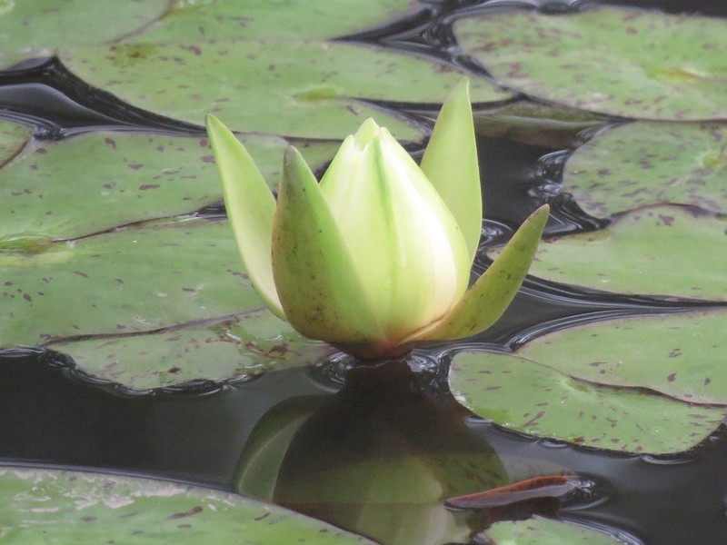 Amazon Waterlily photo 8