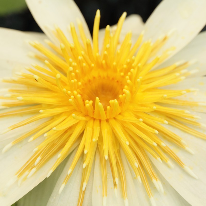 Dotleaf Waterlily photo 5