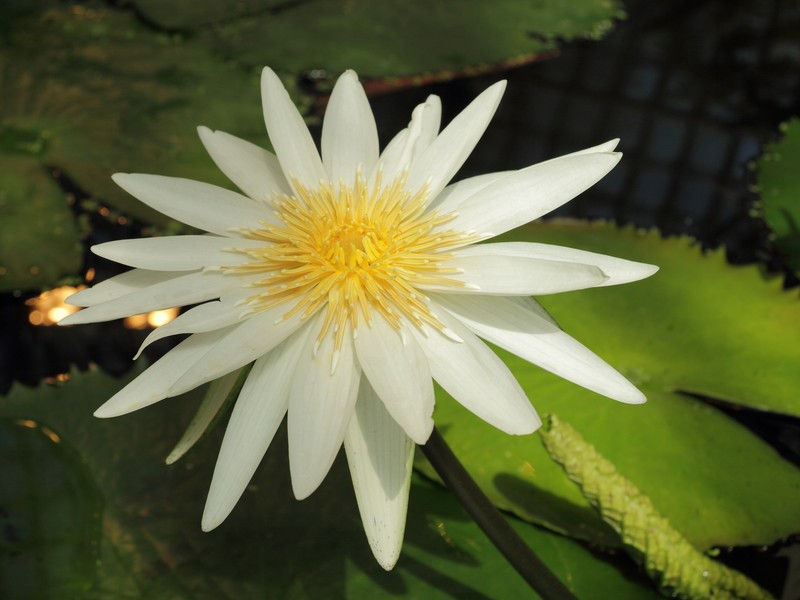 Dotleaf Waterlily photo 3