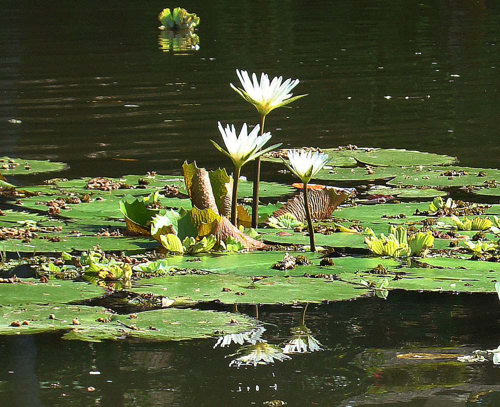Dotleaf Waterlily photo 6