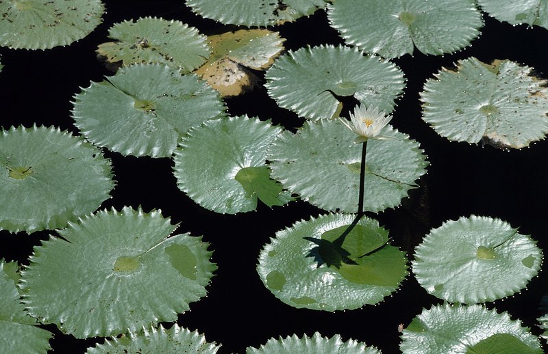 Dotleaf Waterlily