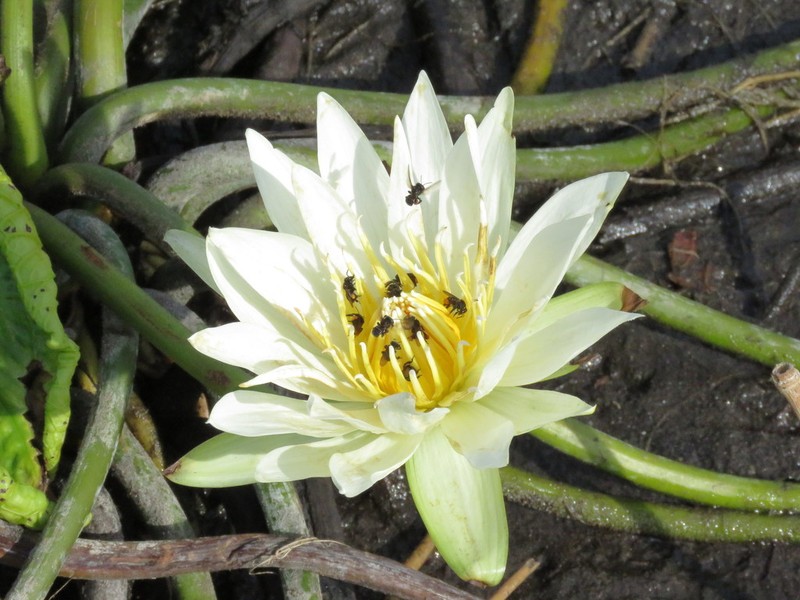 Dotleaf Waterlily photo 4