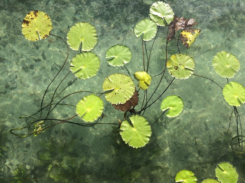 Dotleaf Waterlily photo 5