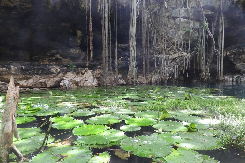 Dotleaf Waterlily photo 6