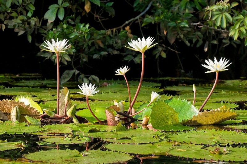 Dotleaf Waterlily photo 7