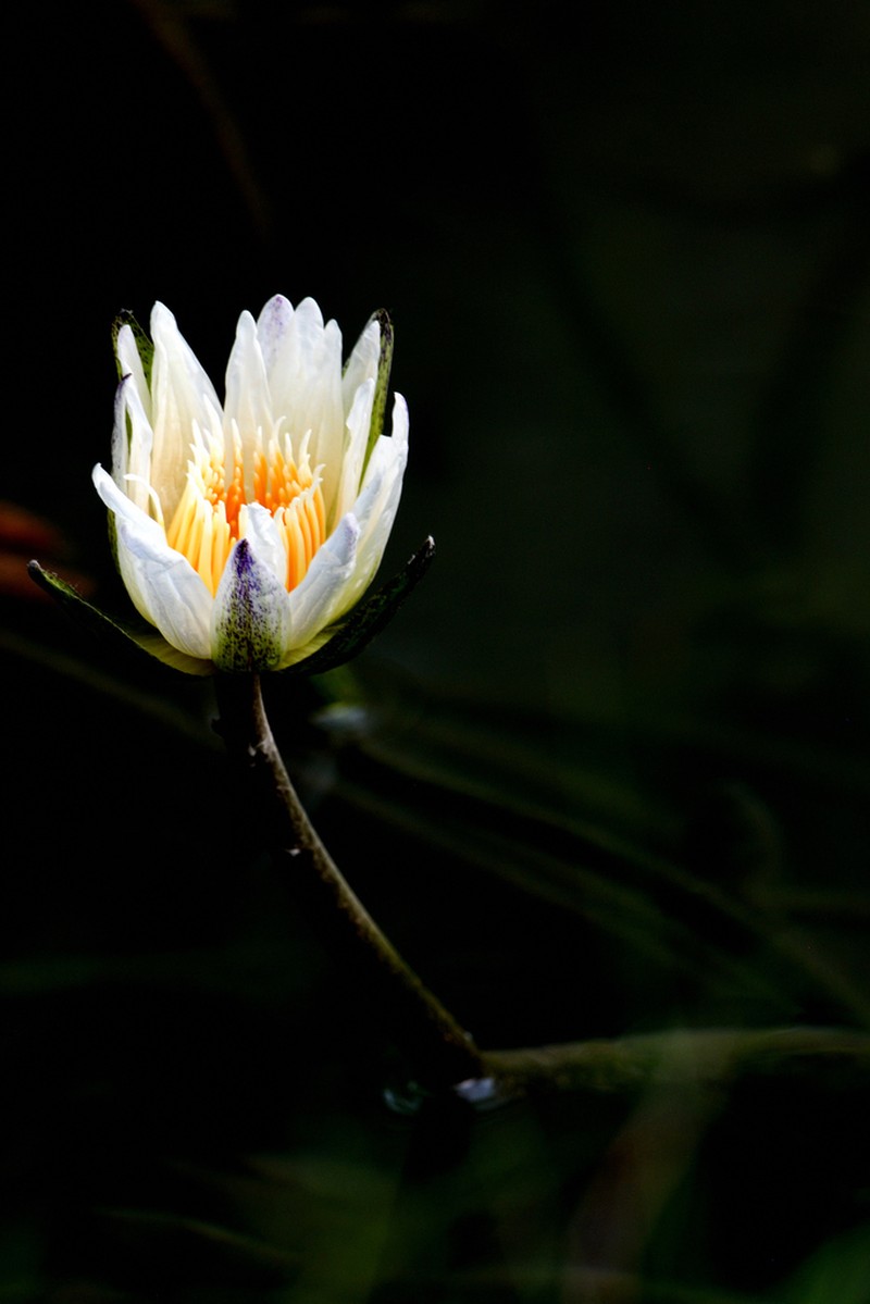 Dotleaf Waterlily photo 8