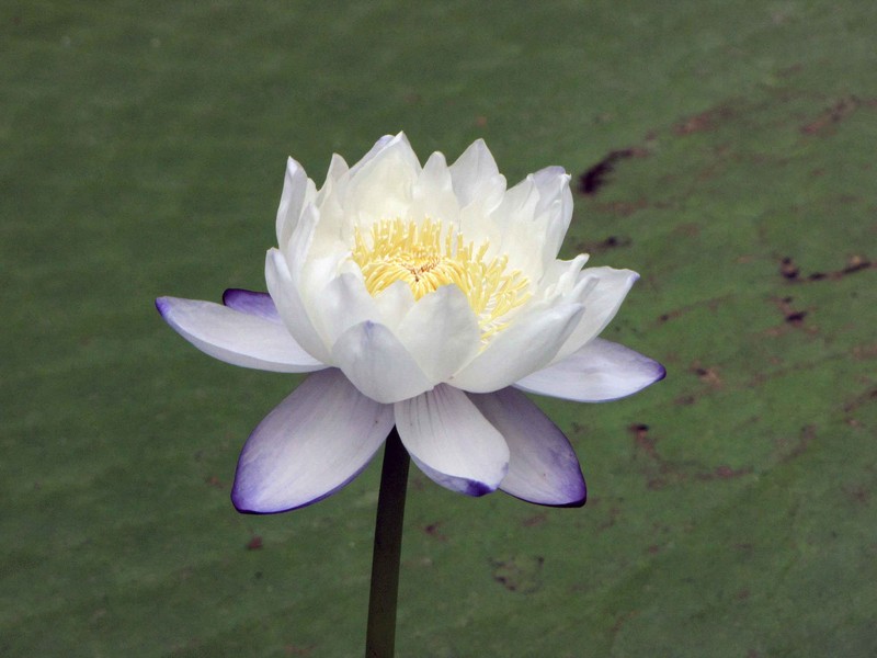 Nymphaea atrans