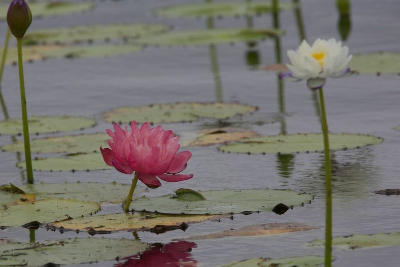 Nymphaea atrans photo 2