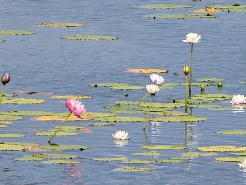Nymphaea atrans photo 3