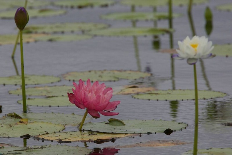 Nymphaea atrans photo 4