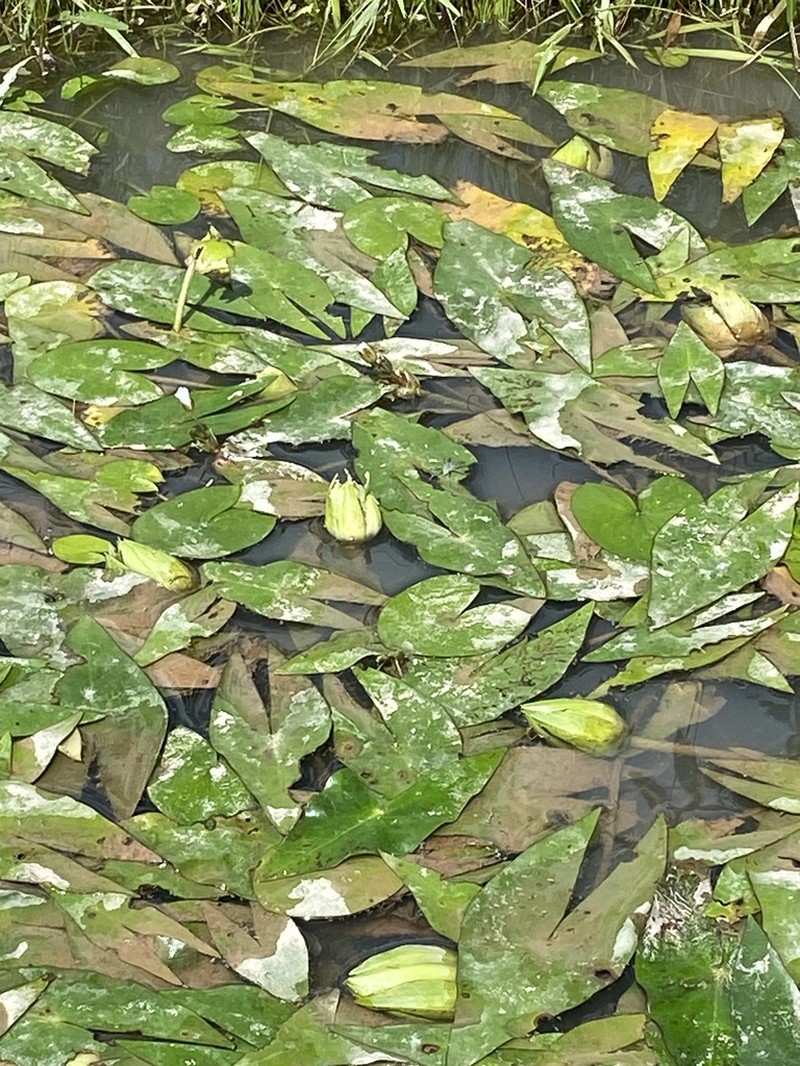 Nymphaea belophylla