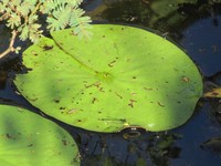 Nymphaea caatingae