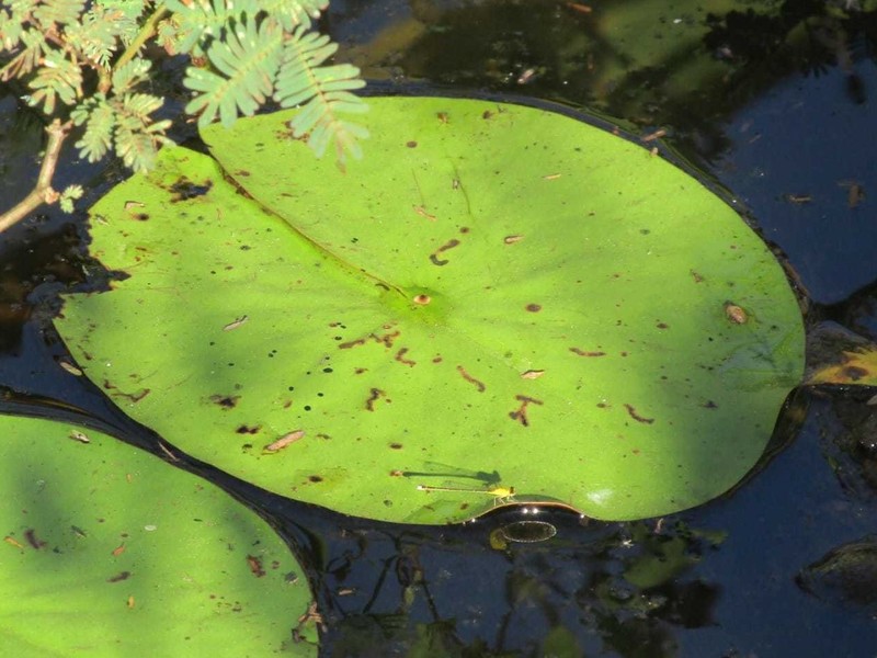 Nymphaea caatingae