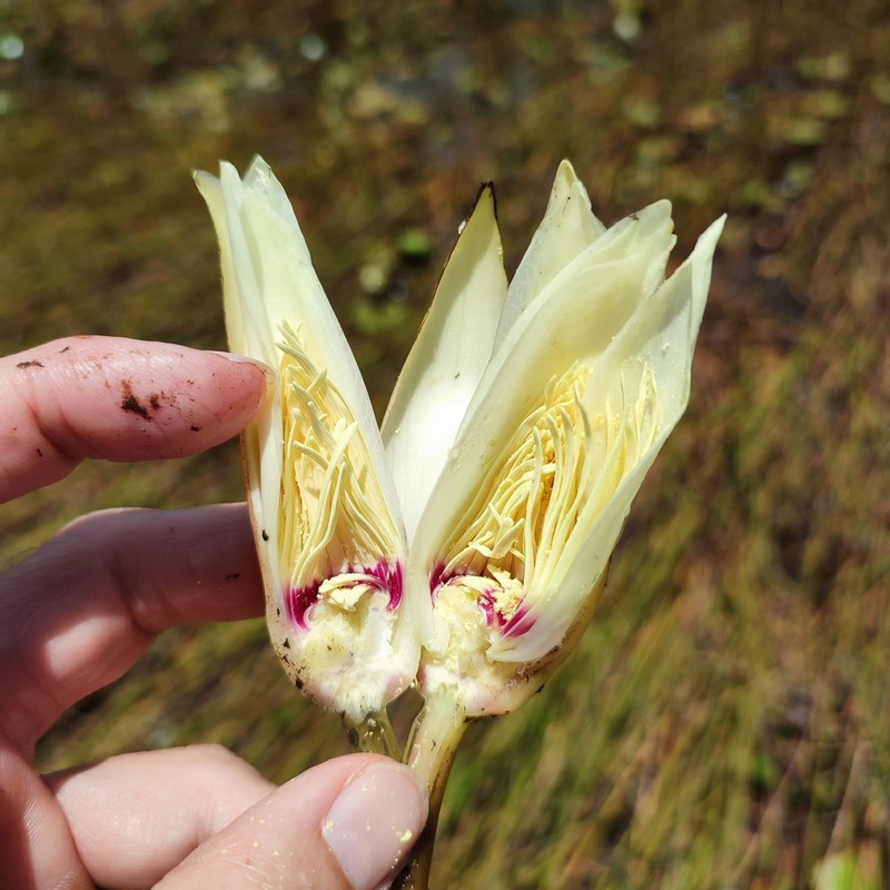 Nymphaea caatingae photo 2