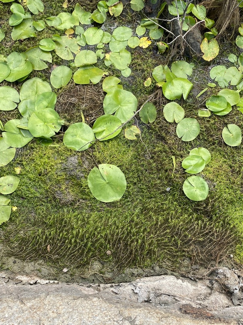 Nymphaea caatingae photo 4