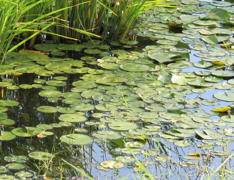 Nymphaea caatingae photo 5
