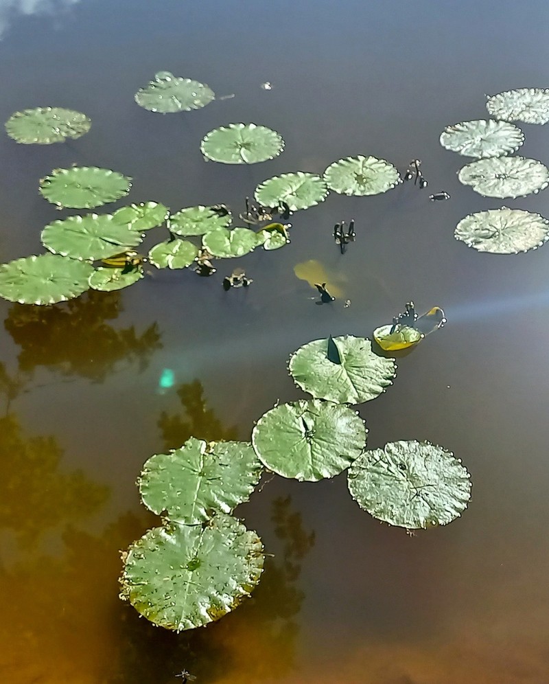 Nymphaea caatingae photo 6