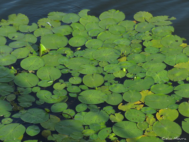Nymphaea caatingae photo 7