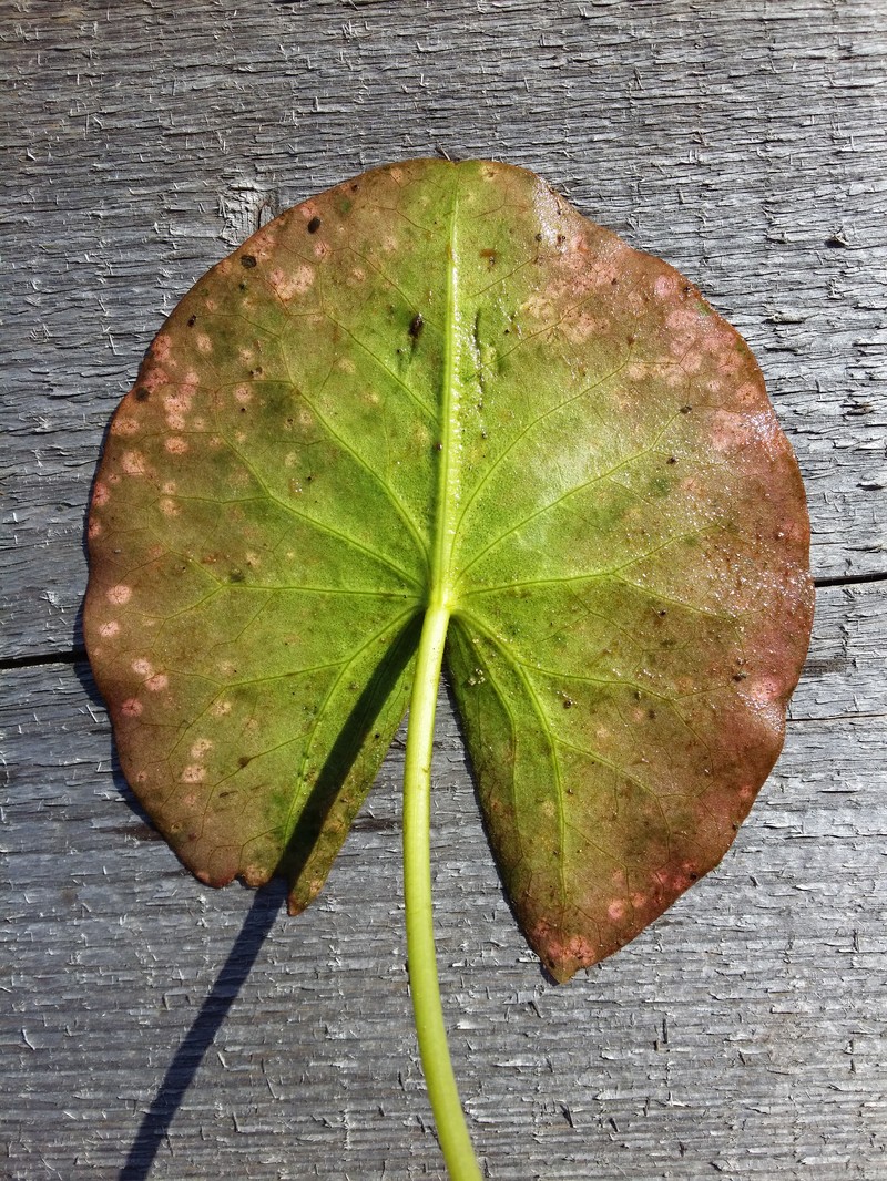Nymphaea candida photo 3