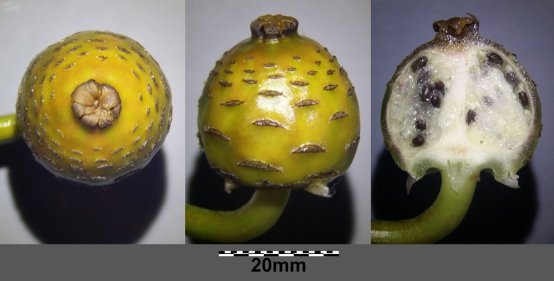 Nymphaea candida photo 4