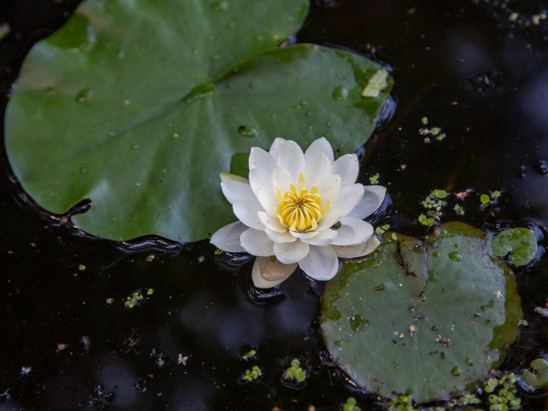 Nymphaea candida photo 6