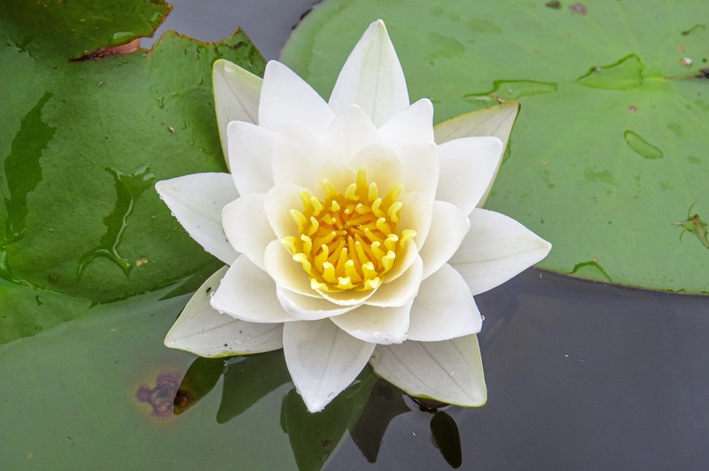 Nymphaea candida photo 7