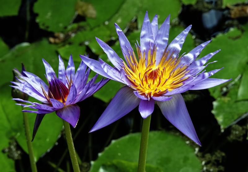 Cape Blue Waterlily photo 2