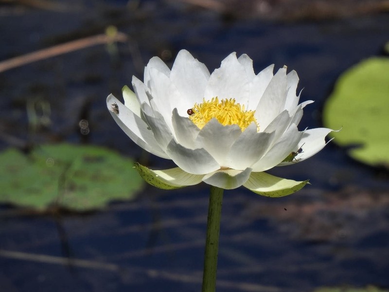 Nymphaea carpentariae
