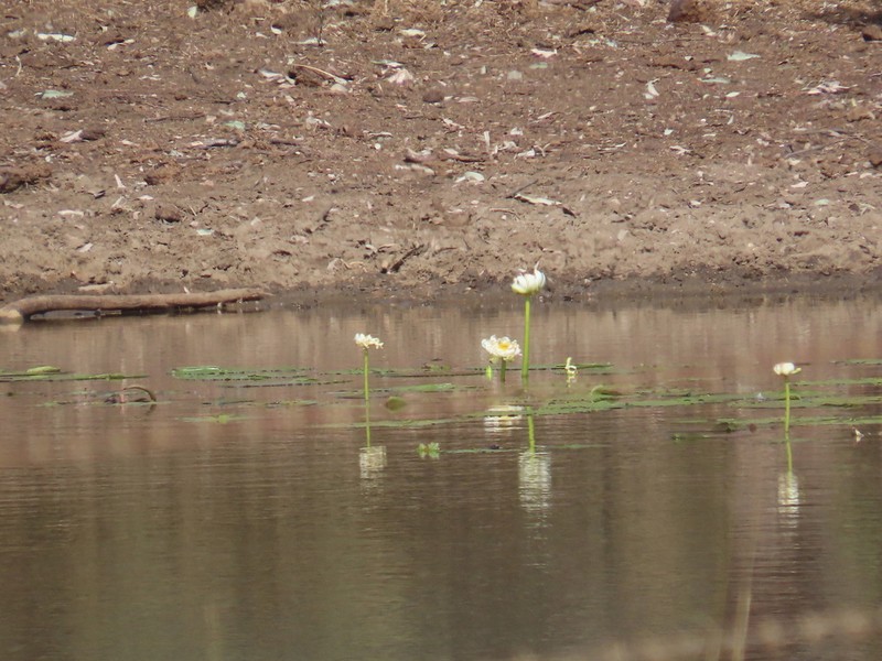 Nymphaea carpentariae photo 2