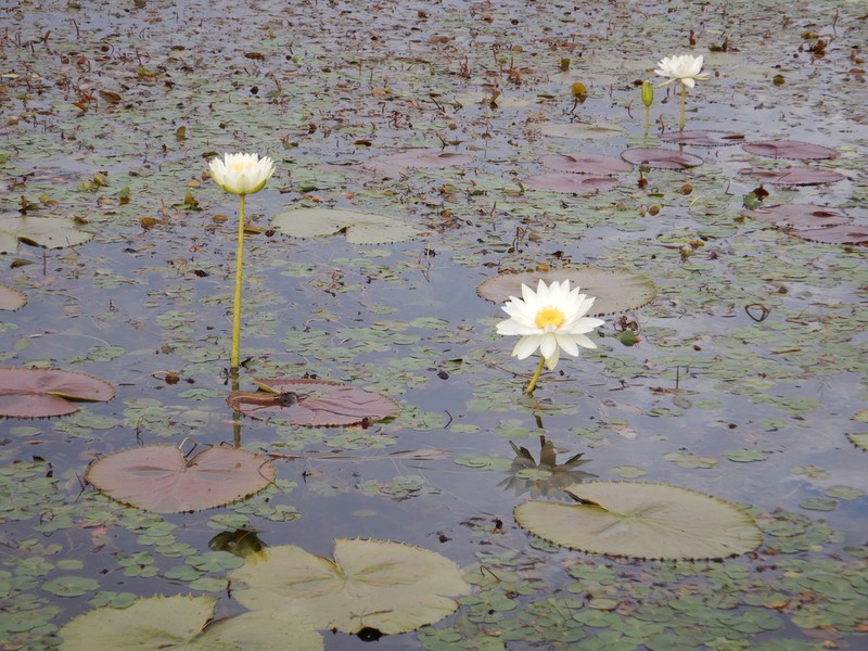 Nymphaea carpentariae photo 4