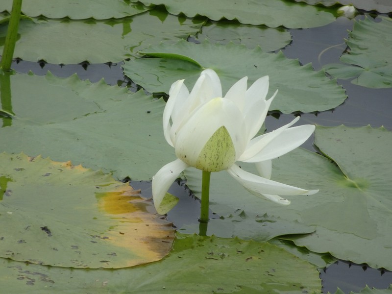 Nymphaea carpentariae photo 5