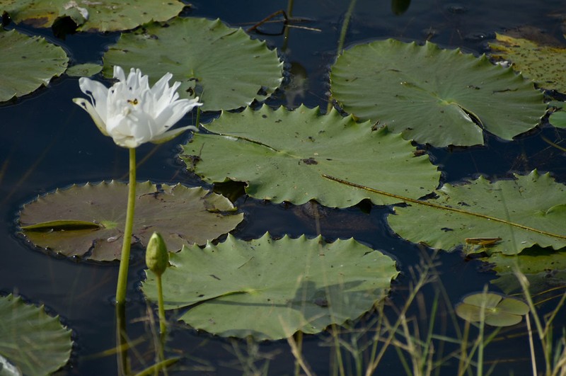 Nymphaea carpentariae photo 6