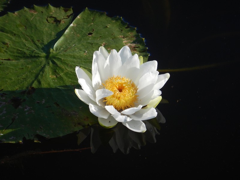 Nymphaea carpentariae photo 7