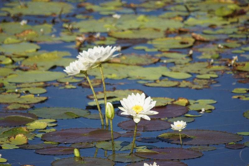 Nymphaea carpentariae photo 8