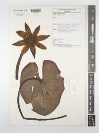 Roundleaf Waterlily