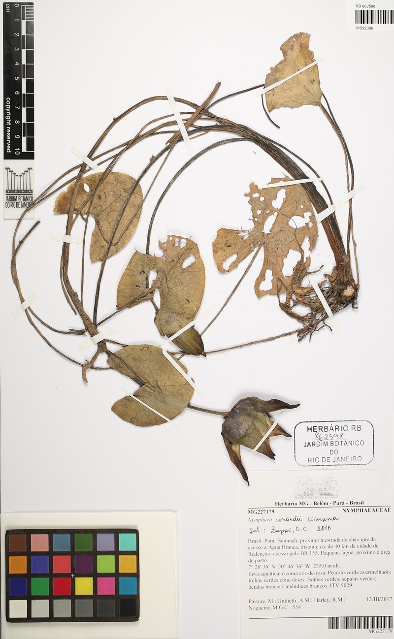 Roundleaf Waterlily photo 2