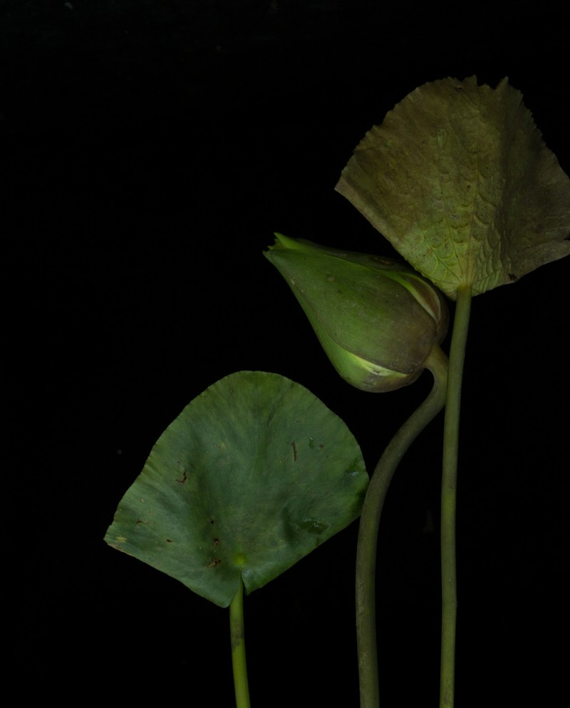 Roundleaf Waterlily photo 3