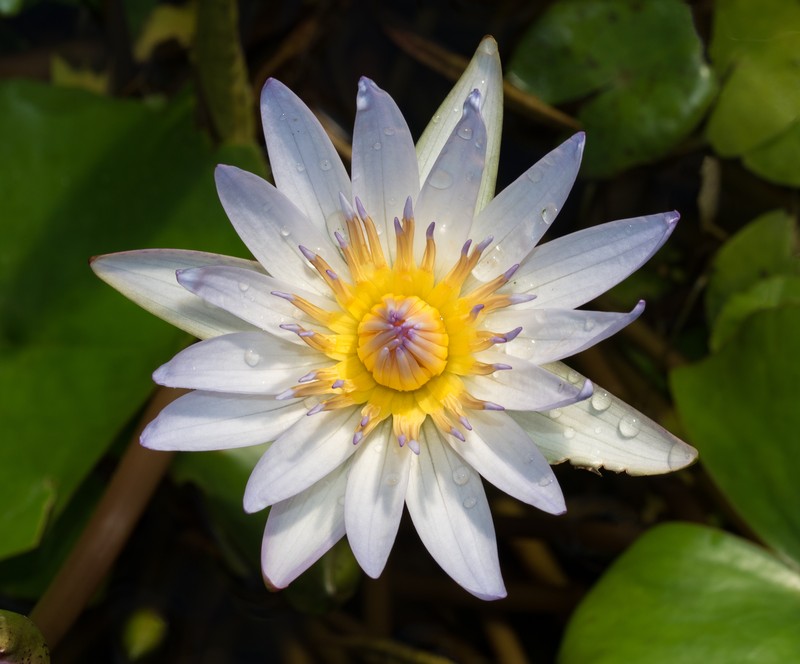 Waterlily