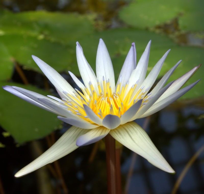 Waterlily photo 2