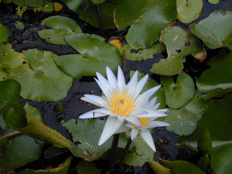 Waterlily photo 3